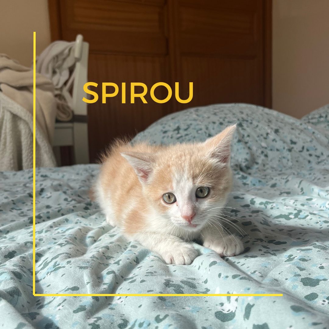 Copie de Copie de Adoption_20260731_230949_0002