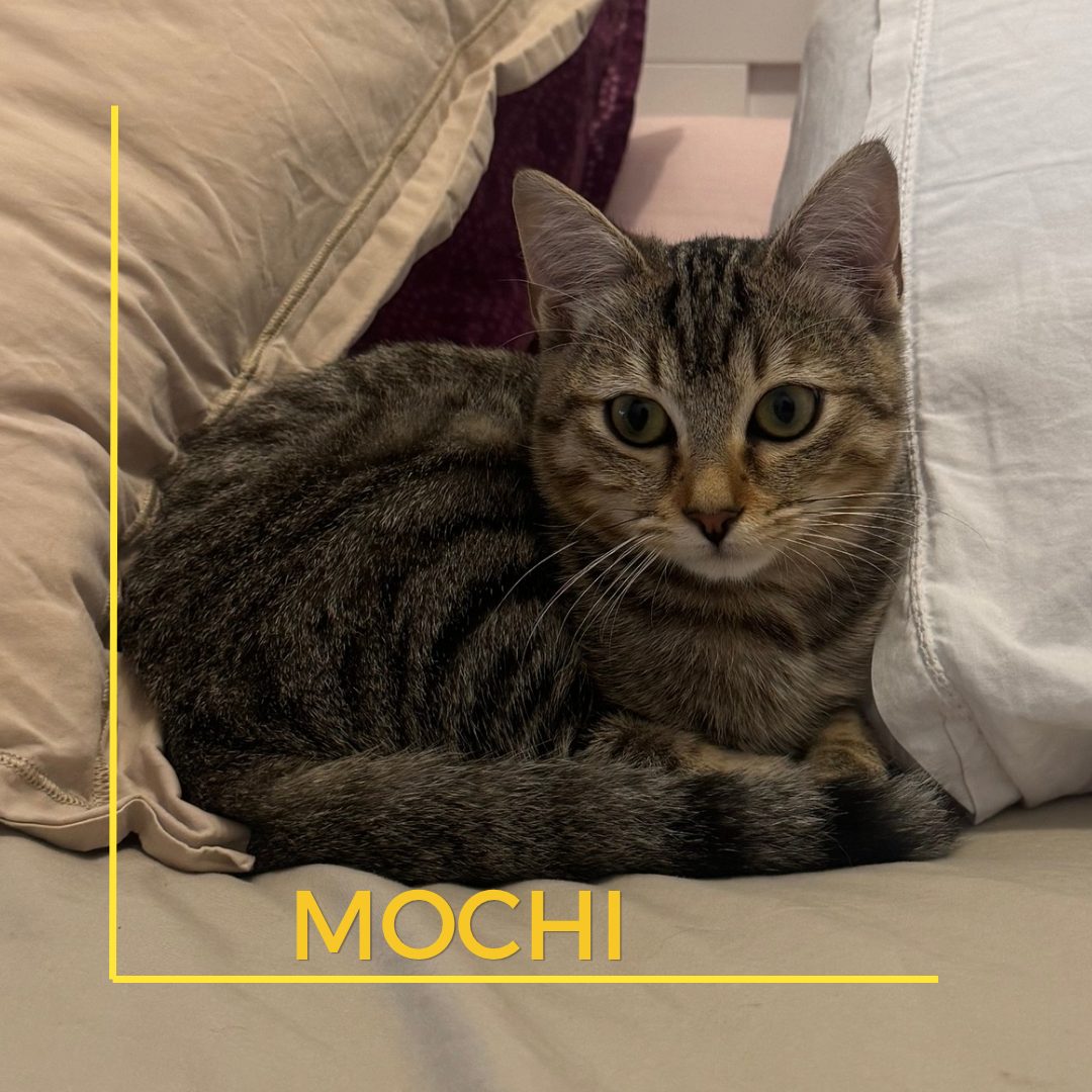 mochi