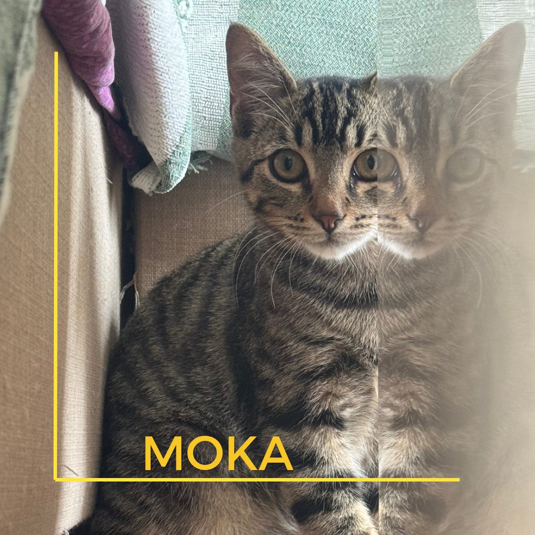 moka