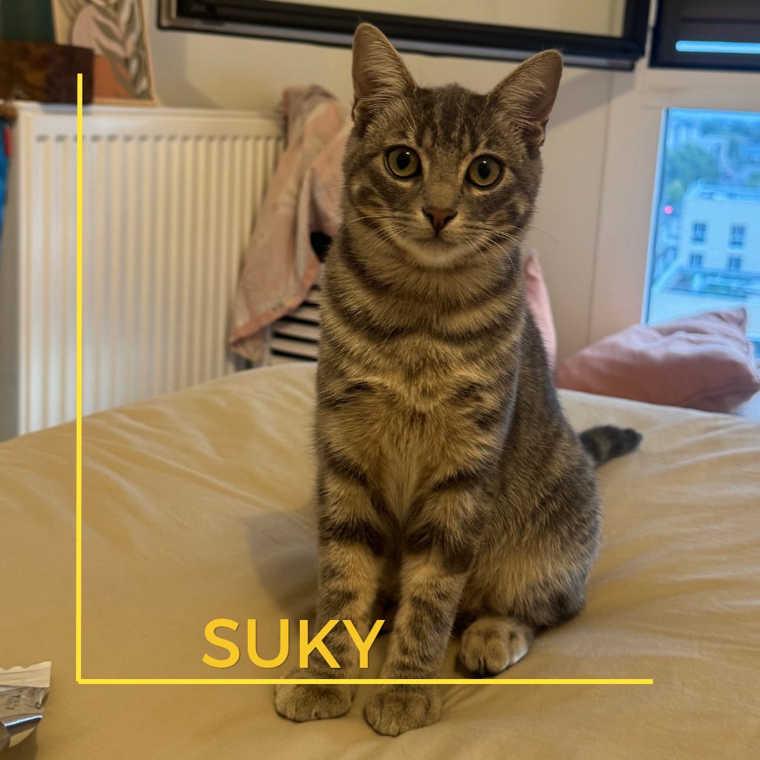 suky