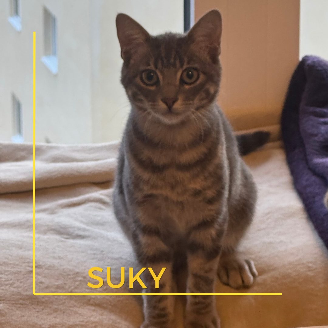 suky