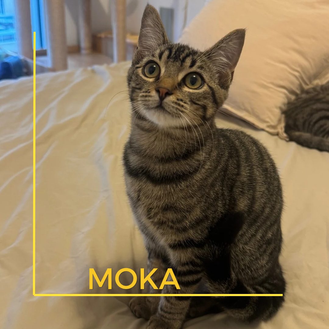 moka